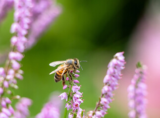Background with a bee sitting on a  violet heather © Stanislaw Kisiel