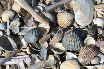 Natural Seashell Collection and Shell Fragments on a Sandy Beach in Sunlight © melanie