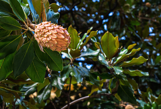 Bild einer heranreifenden Frucht (Samenkapsel) einer Magnolie, aufgenommen auf der Piazza Guiseppe Mazzini in Moderna, Emilia-Romagna