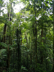Dense lush subtropical rainforest with tall trees, palms and hanging vines in dappled sunlight © Florian