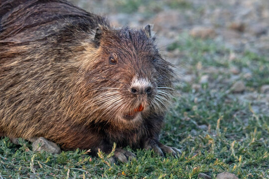 Close-Up of a Nutria with Orange Teeth and Long Whiskers on Grass