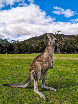 Eastern grey kangaroo sitting upright in profile on a green lawn with tree-covered mountain and clouds behind, Grampians, Victoria