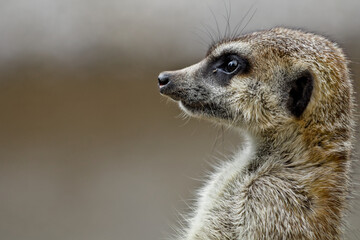 Side Profile Portrait of a Meerkat Keeping Watch Against Soft Background © Miro