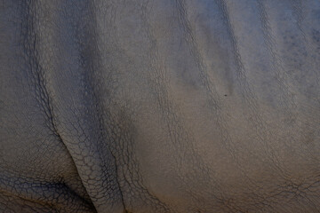 African white rhino running in National park of Kenya, Africa © Philip