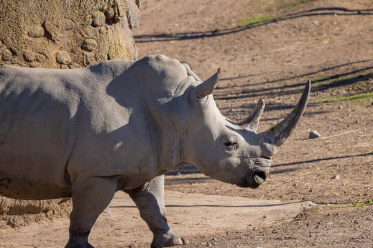 African white rhino running in National park of Kenya, Africa