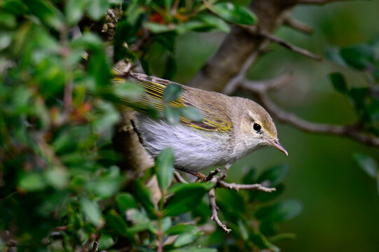 Western Bonelli's warbler // Berglaubs&auml;nger (Phylloscopus bonelli) - Spain