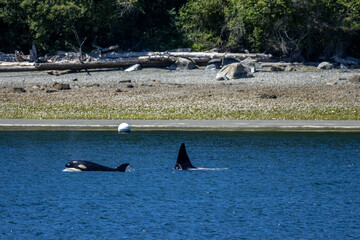 Fototapeta premium Two Bigg's Orcas Surfacing Off a Driftwood-Strewn Beach