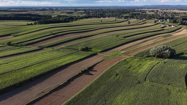 Aerial view of arable farm land and tree border