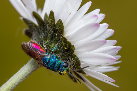 ruby-tailed wasp - Chrysis ignita, tiny beautiful common cuckoo wasp from European meadows and sunny places, Czech Republic.