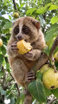 An adorable slow loris with huge round eyes sits perched high on a tree branch eagerly munching on a delicious ripe yellow fruit.
