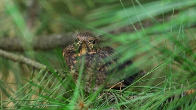 Young European Robin Erithacus Rubecula Fledgling With Speckled Feathers Perched on a Pine Branch Concept of Wildlife Spring