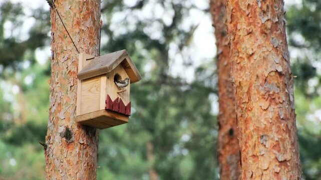 Spotted Flycatcher Muscicapa Striata Perched on a Wooden Birdhouse Entrance Mounted on Pine Trunk Concept of Wildlife Nesting