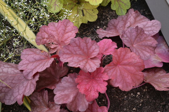 Purple Heuchera foliage texture close up Germany for background and botanical design