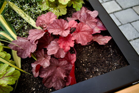 Red Heuchera foliage in modern metal planter box Germany for urban planting design紫矾根