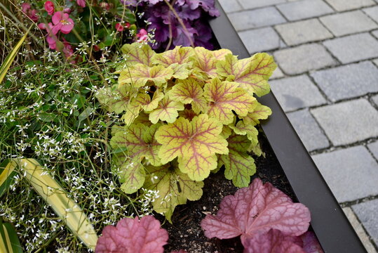 Lime green Heuchera perennial plant combination Germany for urban landscape design