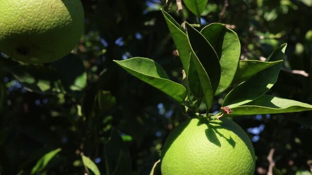 green citrus fruits growing on a leafy tree in bright mediterranean sunlight, shown in a close natural view with blue sky and dense foliage.