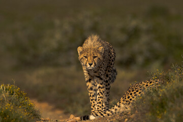 Curious Cheetah Walking Towards Camera in Sunny Savanna © Balaji