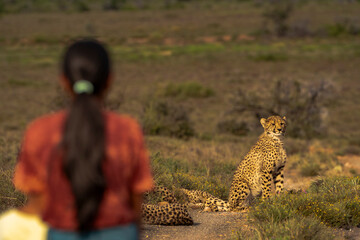 Young Girl Observing Cheetahs During Wildlife Tracking Safari © Balaji