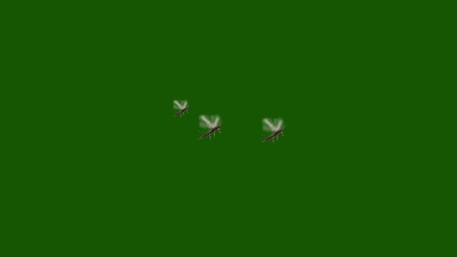 flying thrip insect isolated on a green screen chroma key background for agricultural pest, tiny insect, macro video, close-up video, isolated bug, cutout video