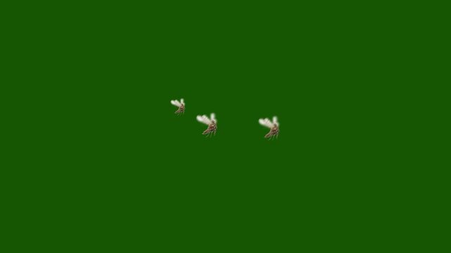 flying treehoppers insect isolated on a green screen chroma key background, flying insect, flying bug, wildlife footage, nature video