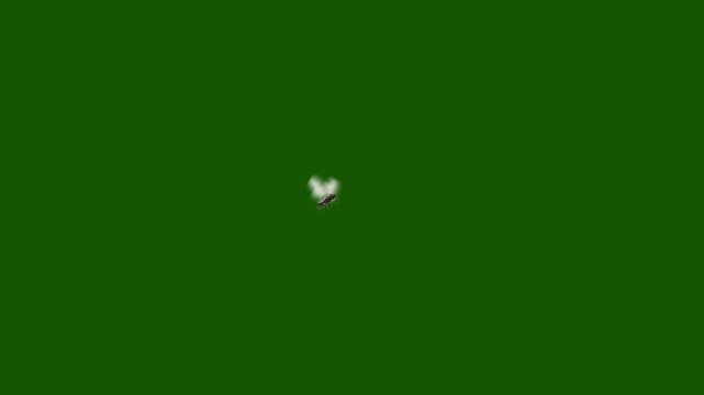 flying winged aphid insect isolated on a green screen chroma key background for agricultural pest and plant damage concepts