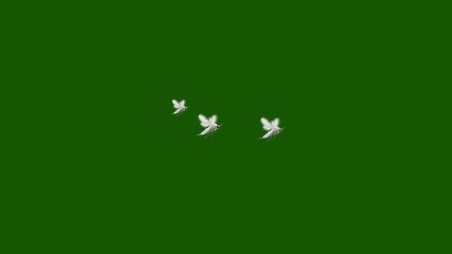flying whiteflies insect isolated on a green screen chroma key background, flying insect, flying bug,motion clip