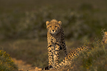 Close-up Portrait of a Cheetah Staring into the Camera © Balaji