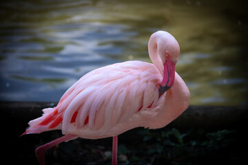 Flamant rose © Rememberyou66