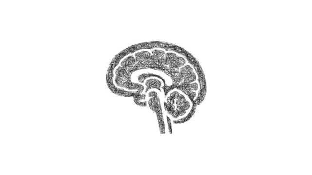 Sketch brain anatomy icon animation - smooth progressive reveal
