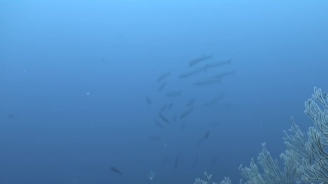 Sea Fan Below a Distant School of Fish Underwater. A distant fish school moves through open blue water while the branching sea fan rises from the reef below. The surrounding reef remains visible.