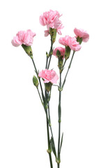 Obraz premium Beautiful pink carnation flowers isolated on white