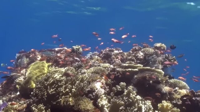 Mixed Coral Growth Across a Raised Reef Outcrop Underwater. The camera frames a coral-covered reef feature rising from the seabed, with fish and open water visible around it.