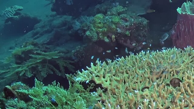 Branching Hard Coral Framed by a Large Marine Sponge on the Reef. A large upright sponge rises behind the branching hard coral while small fish move through the reef habitat.