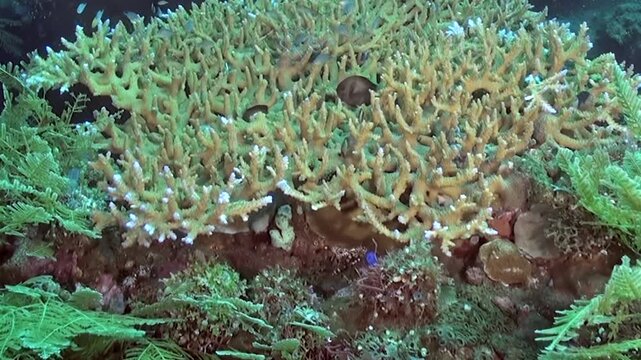 Underwater Reef with Branching Coral and Green Marine Growth on the Reef. The scene pairs dense branching hard coral with green marine growth and nearby reef fish in clear water.
