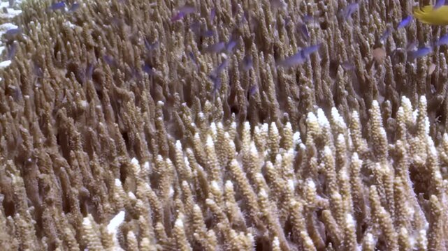 Reef Fish Swimming Through Dense Branching Hard Coral Within Reef Habitat. Branching hard coral fills the foreground as small fish pass through the reef and nearby blue water.