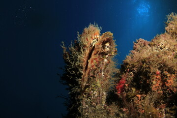 Noble pen shell bivalve mollusk standing erect on reef wall against deep blue sea © Francisco