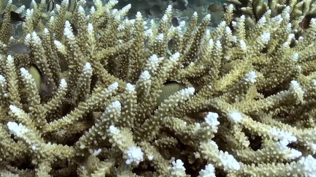 Dense Hard Coral Branches with Small Reef Fish Nearby on the Reef. The camera stays near the coral colony, revealing compact branches, surface texture and nearby reef life underwater.
