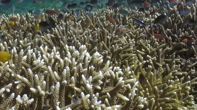 Branching Coral Habitat with Numerous Swimming Reef Fish Within Reef Habitat. The coral field fills the lower frame while many reef fish swim above it, showing schooling movement over natural habitat.