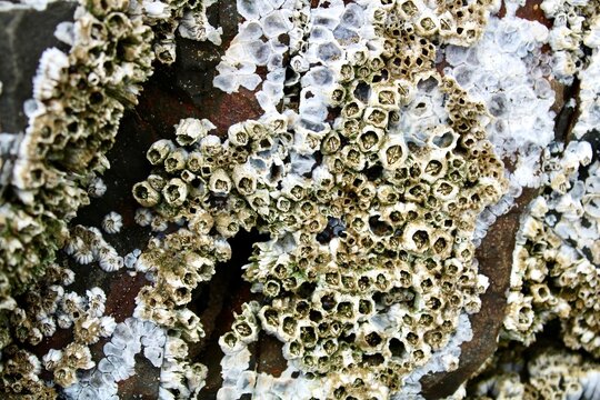 barnacles clustered on a rock