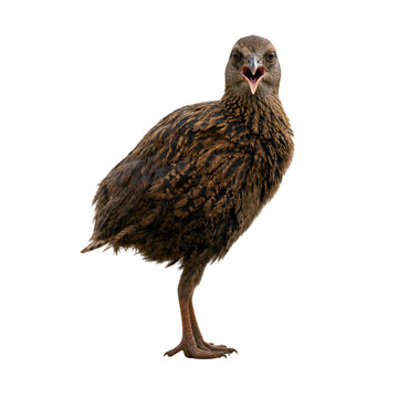 Brown Flightless Bird Standing Isolated on White Background