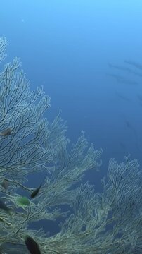Marine life thrives in this deep sea environment. Fish swim among the intricate structures of Fan Corals, creating a peaceful underwater panorama.