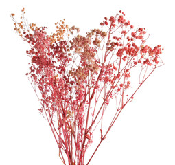 Fototapeta premium Beautiful dried gypsophila flowers isolated on white