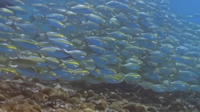 Dense Schooling Reef Fish Swim above the Reef Seabed. An underwater view with cool blue tones shows fish moving with visible reef structure, documenting marine habitat and biodiversity.