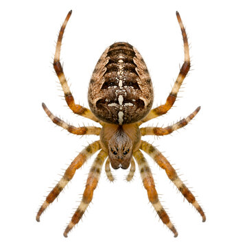 European Garden Spider Cross Orb-Weaver Isolated on White Background

