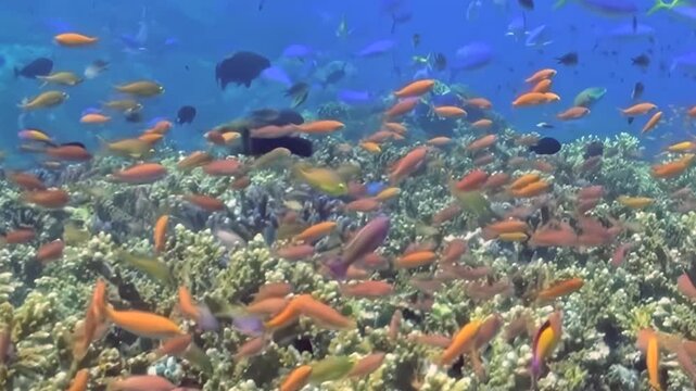 Schooling Reef Fish Swim above a Coral Garden. A well-lit underwater view emphasizes coral texture and warm coral tones as fish move through the reef, documenting marine habitat and biodiversity.