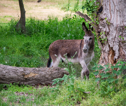 ANIMALES EN SU HABITAT