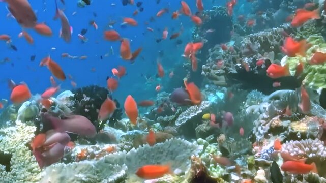 Orange Reef Fish Swim around Coral Formations. An underwater view emphasizes coral texture and warm coral tones as fish move through the reef, documenting marine habitat and biodiversity.