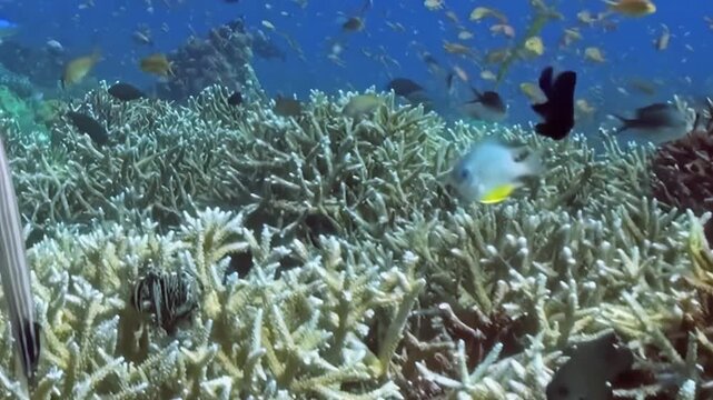 Dense Schooling Reef Fish Swim around a Coral Garden. An underwater view with mixed reef colors shows fish moving with visible reef structure, documenting marine habitat and biodiversity.