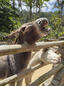 A donkey braying and smiling behind a wooden fence on the farm