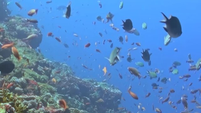 Schooling Reef Fish Swim around a Coral Reef in Blue Water. A well-lit underwater view with cool blue tones shows fish moving with visible reef structure, documenting marine habitat and biodiversity.